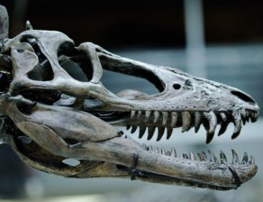 Анонимен купувач даде над 3 милиона евро за скелет на динозавър