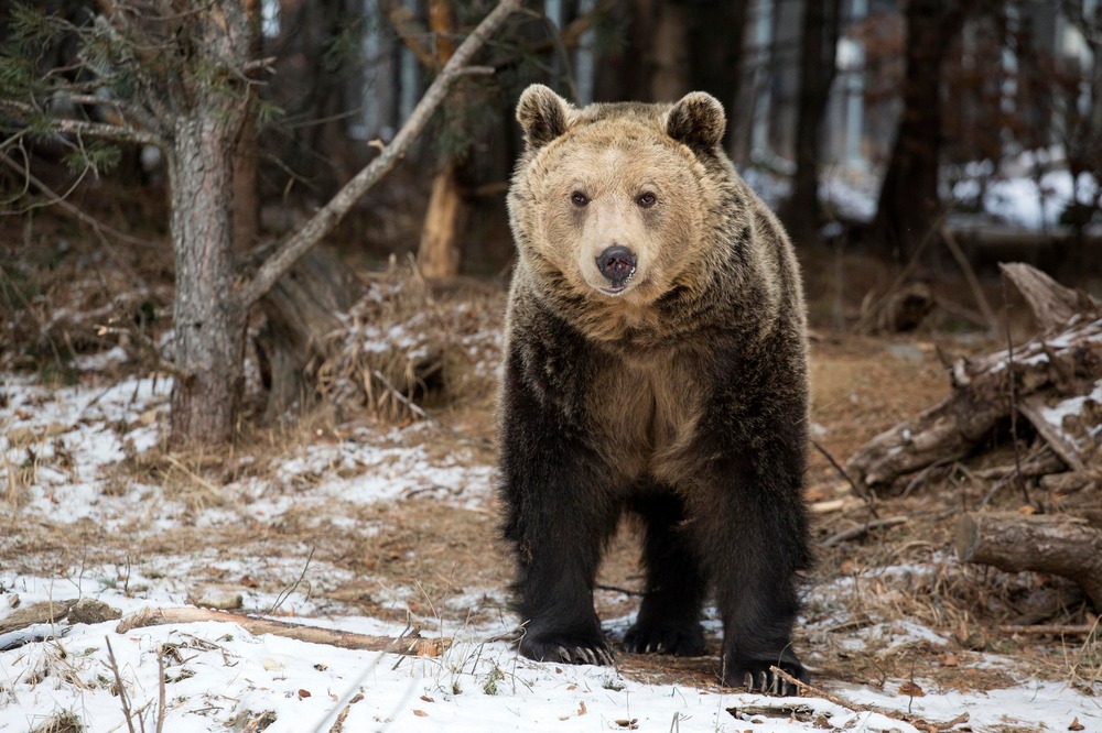 Не правете опити да доближавате или снимате мечка при неочаквана среща, съветват от WWF