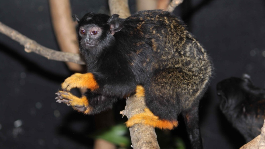 Нов вид примати в столичния зоопарк