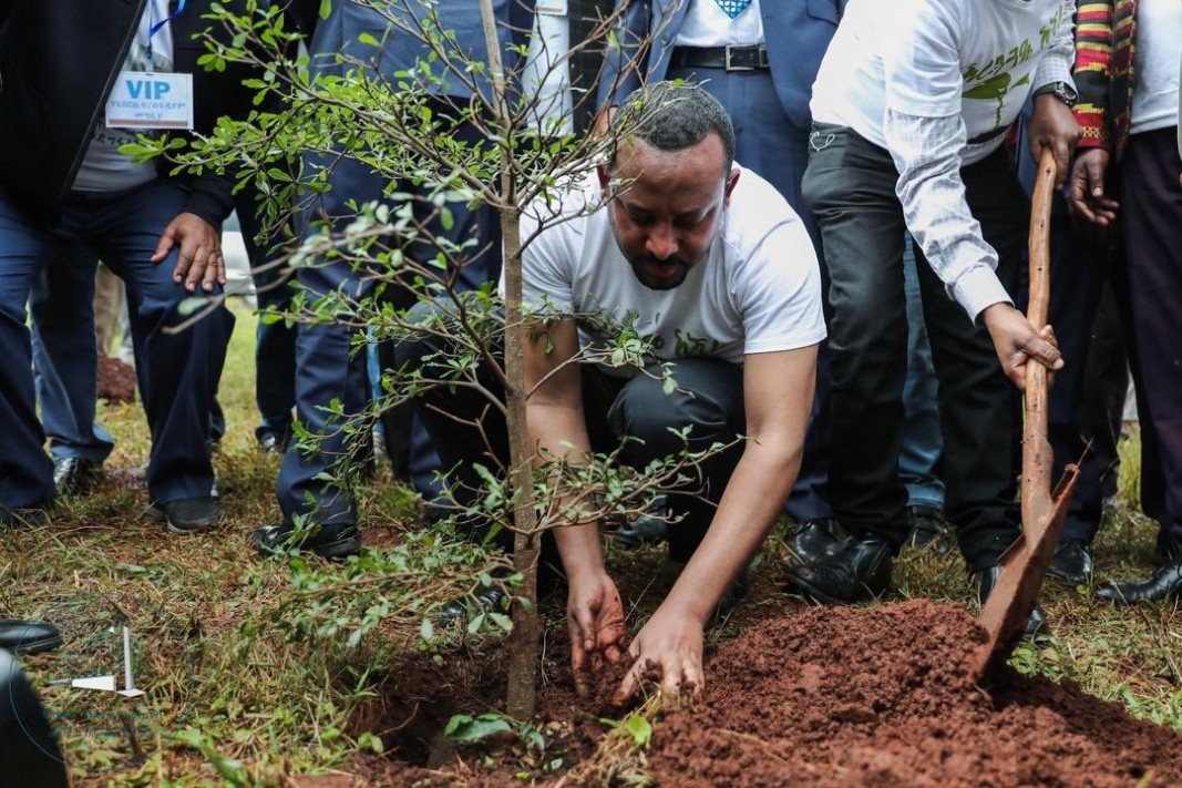 В битка с климата в Етиопия засадиха 350 милиона дръвчета за ден