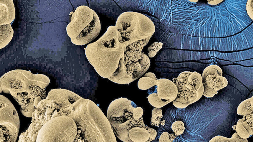 Учените откриха бактерии, които могат да изядат гвоздей за три дни