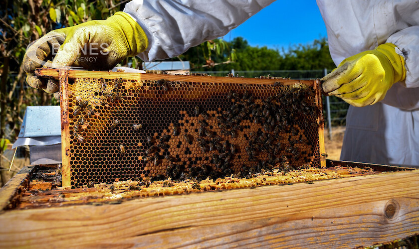 САЩ одобриха първата в света ваксина за защита на медоносните пчели