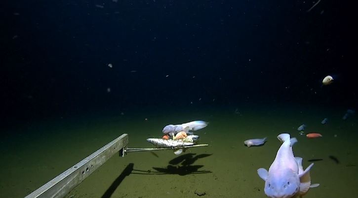 Учени поставиха рекорд за риба, уловена на най-голяма дълбочина