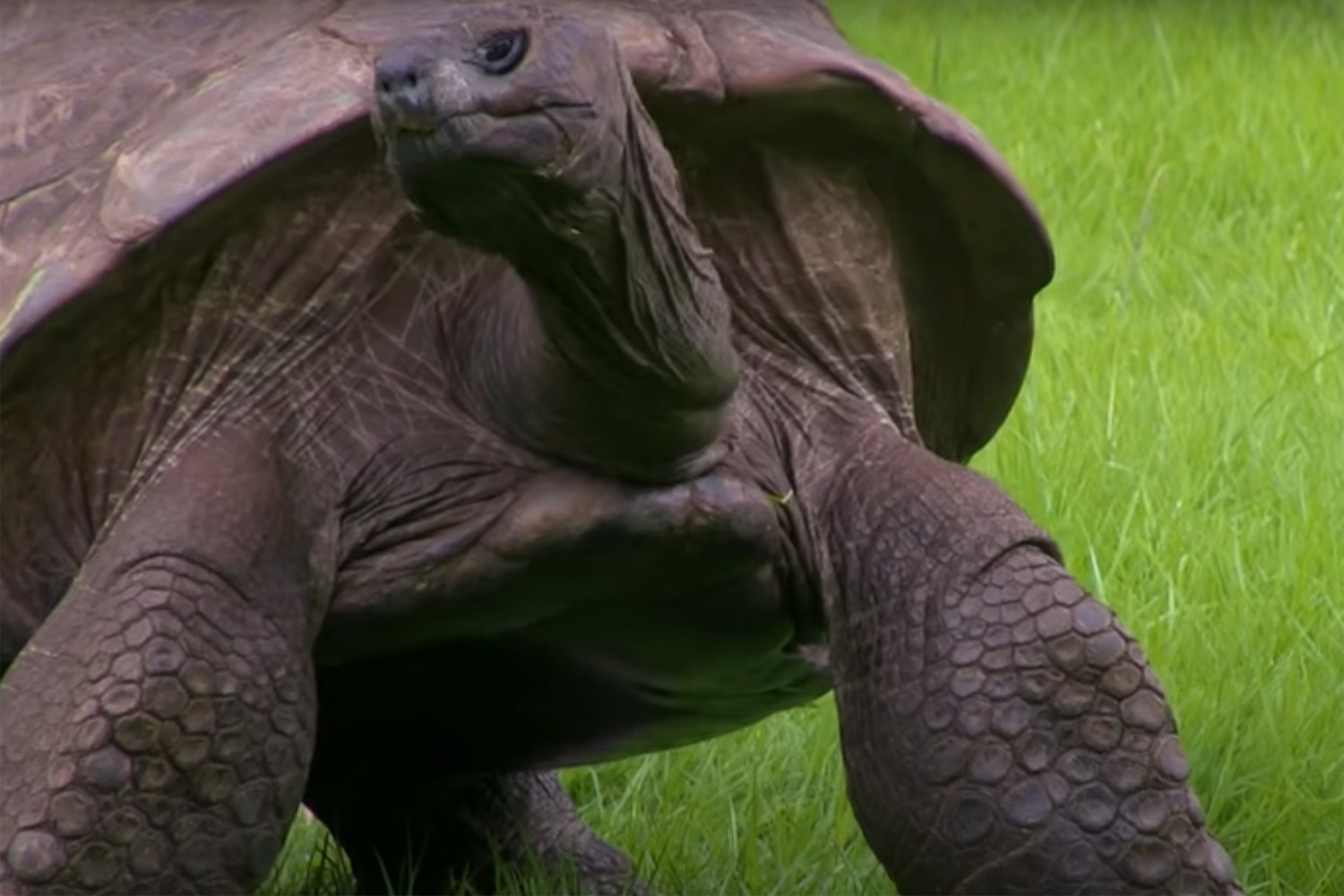 190-годишният Джонатан се превърна в най-старата костенурка в света