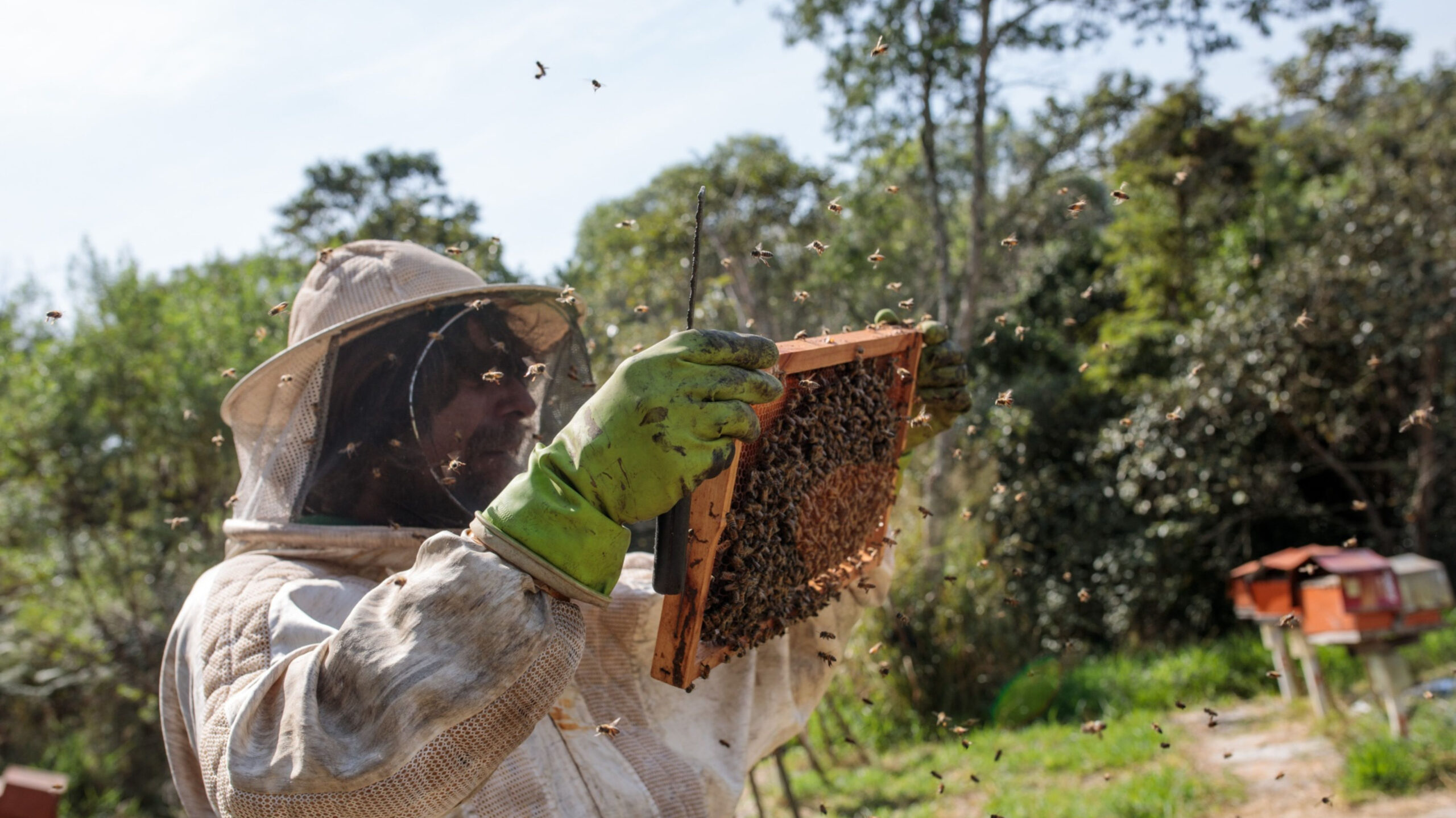 Какво свързва авиацията и пчеларството