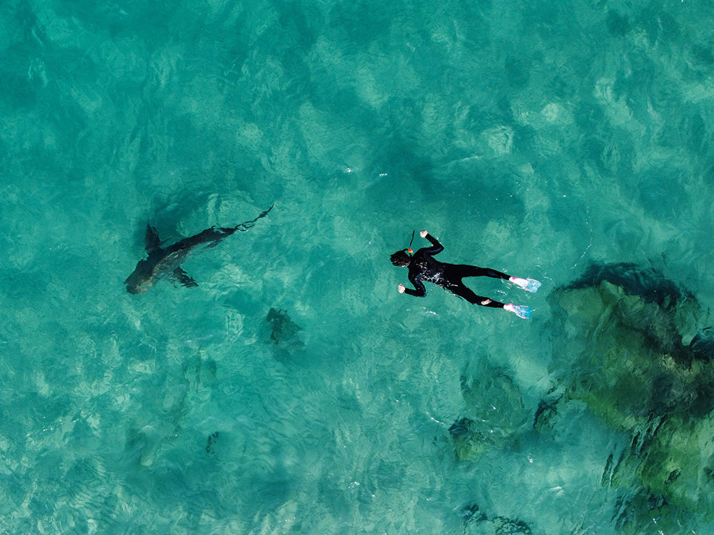 „Кокаинови“ акули във Флорида