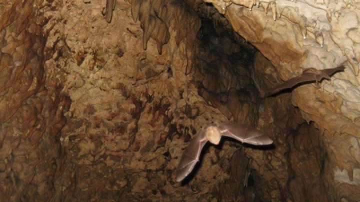 Отварят за туристи пещерата Бисерна край Шумен