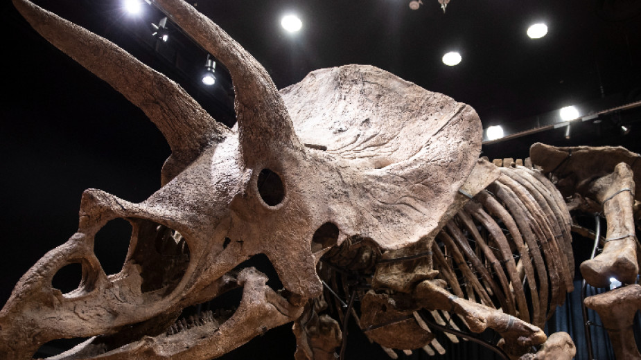 Частен колекционер купи за 6,65 млн. евро за вкаменелостите на рогатия динозавър „Големия Джон“
