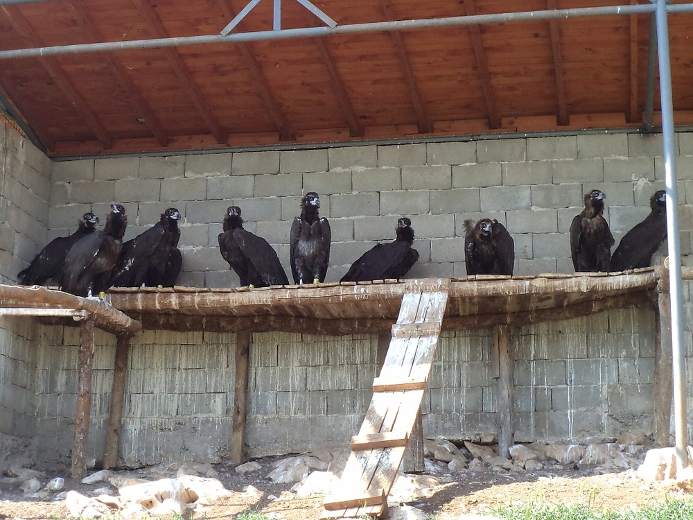 Испански черни лешояди ще обитават Врачанския балкан