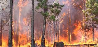 Военнослужещи и хеликоптер оказват помощ в гасенето на големия горски пожар в Карловско