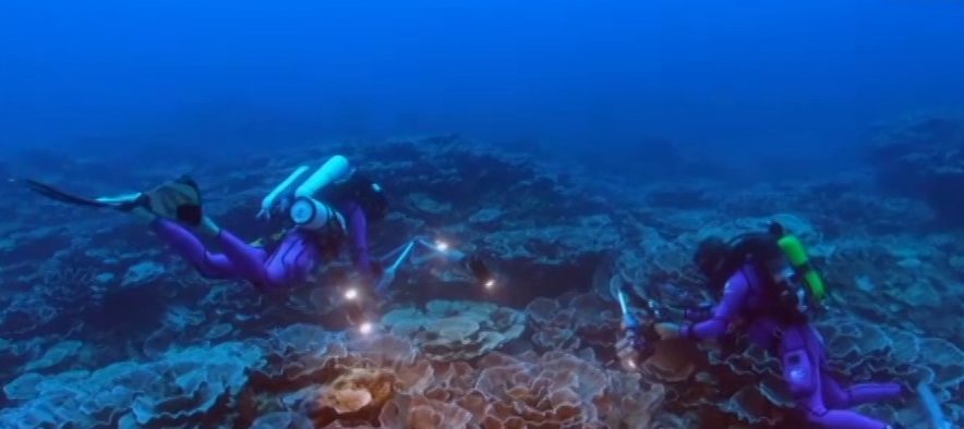 Любопитно: Учени откриха непокътнат коралов риф край Таити