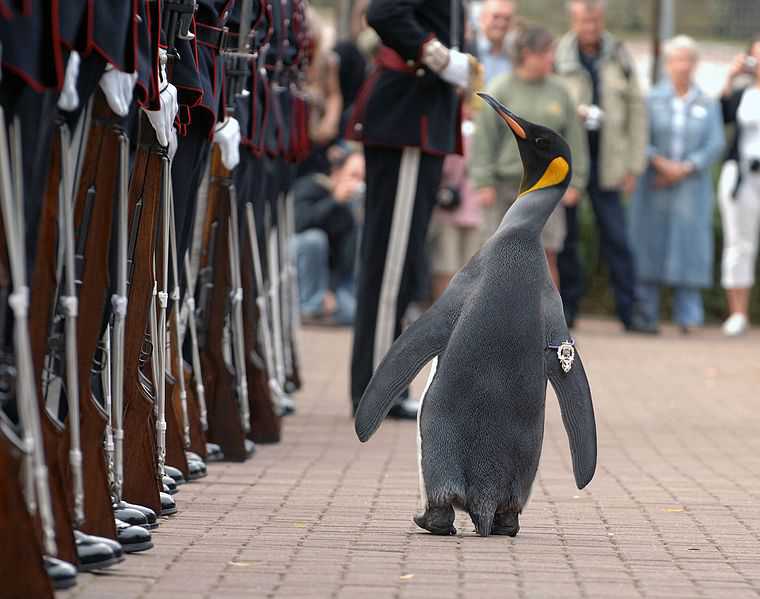 Невинни жертви на глобалното затопляне – императорскитe пингвини са застрашени от изчезване