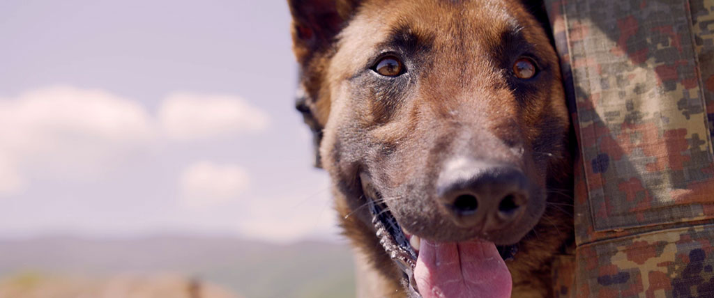 Кучета обезвреждат терористи в мисии на Силите за специални операции