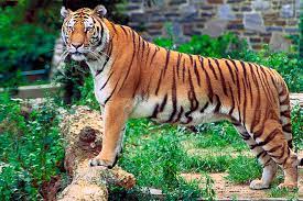 Индия изгуби 329 тигъра в рамките на 3 години, част от тях заради бракониерство