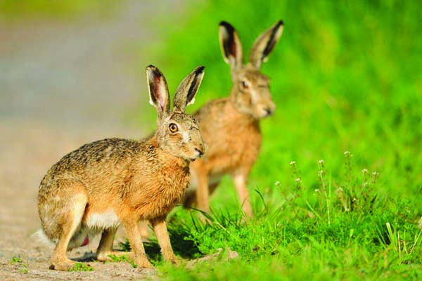 Преброяването  на дивите зайци  става все по-лесно