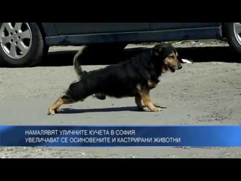 Намалявят уличните кучета в София – увеличават се осиновените и кастрирани животни