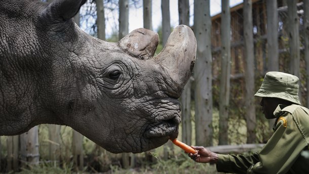 Изчезващ вид: Почина последният мъжки северен бял носорог