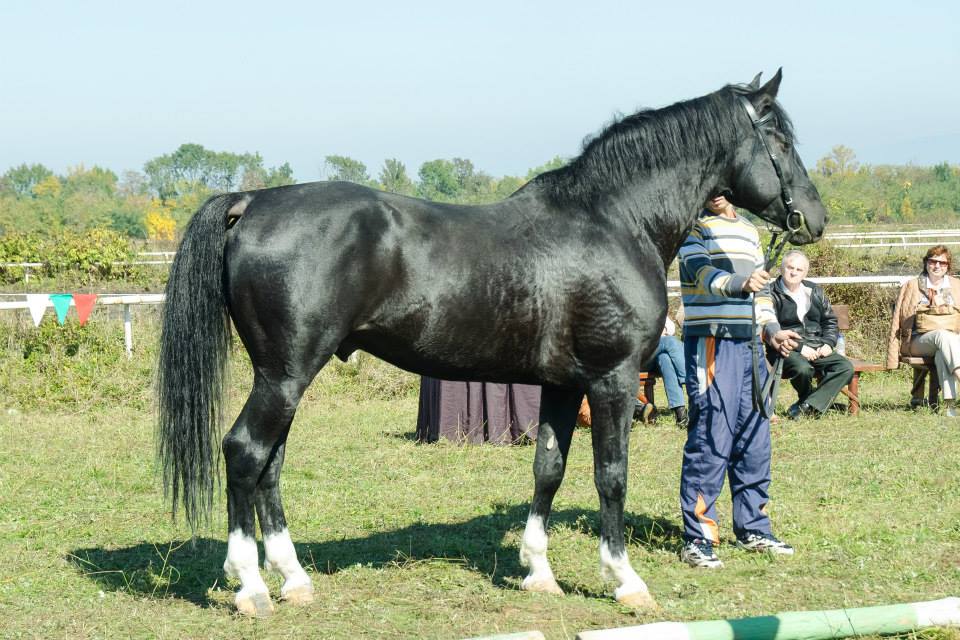 Дунавският кон – отечествена порода