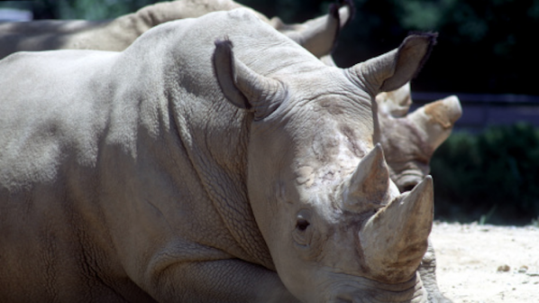 Бракониери убиха носорог в зоопарк край Париж