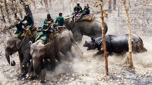 В Малайзия конфискуваха рогове на носорози за милиона евро