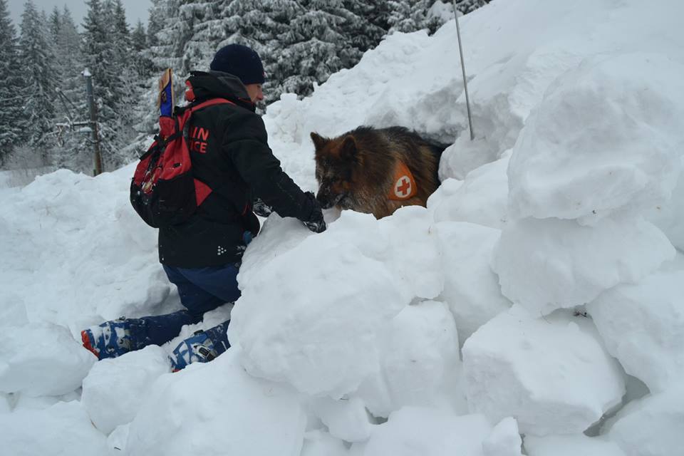 Как протича обучението на кучетата планински спасители към БЧК?