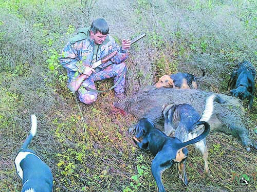 Как се организира лов на диво прасе без куче