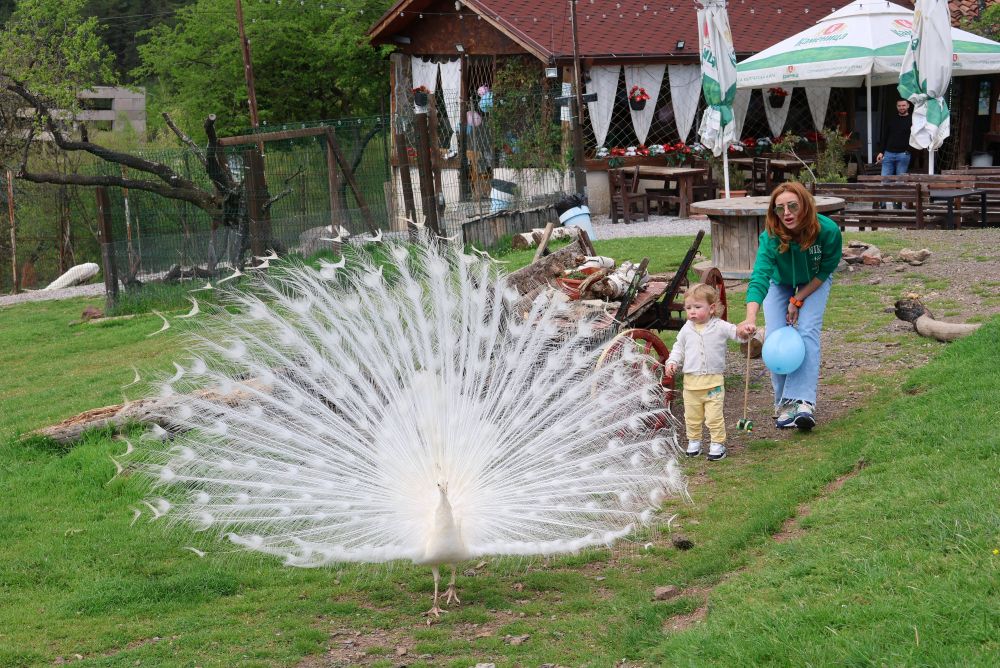 - armymedia.bg