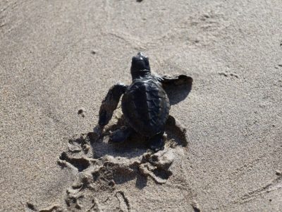 Затоплянето на Средиземно море застрашава размножаването на морските костенурки, предупреждават учени